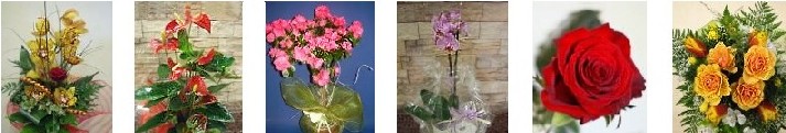 SPEDISCI FIORI e PIANTE a ROMA con FLORENCE FIORI
