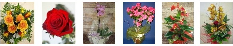 scegli Composizioni floreali, Piante e Fiori 
     nel sito web di FLORENCE FIORI 