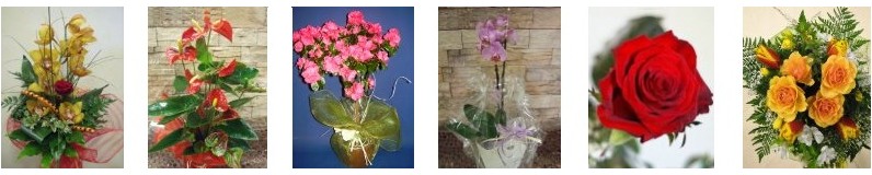 scegli Fiori e piante, composizioni floreali 
    nel sito internet di Florence Fiori