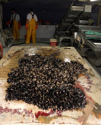 LAVORAZIONE DELLE COZZE