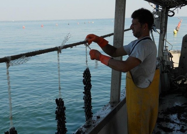 Pesca e coltivazione cozze a Porto Garibaldi