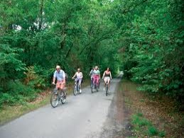 Affittasi biciclette