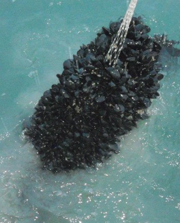 ALLEVAMENTO DI COZZE