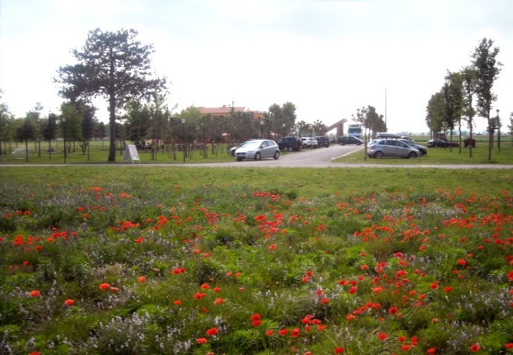 Prati di papaveri di fronte alla friggitoria La Mora
