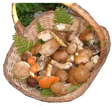 FUNGHI PORCINI E OVOLI