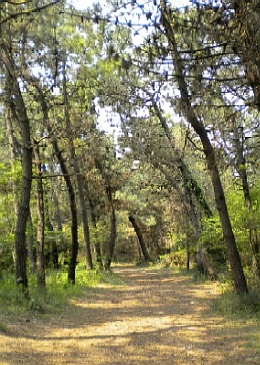 Passeggiate nella pineta dell'Albergo La Pineta SCHEGGIA - GUBBIO