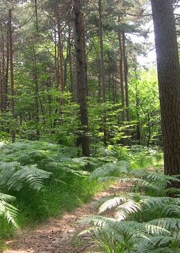 Trekking  nella pineta dell'Albergo Ristorante La Pineta SCHEGGIA - GUBBIO