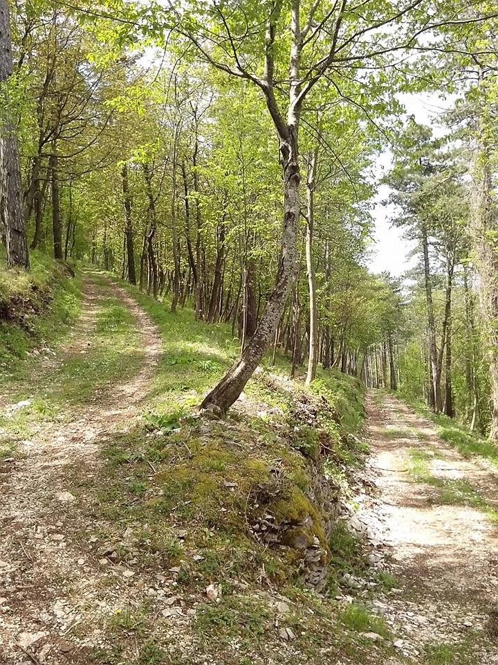 Sentiero nella pineta dell'Albergo Ristorante La Pineta SCHEGGIA - GUBBIO