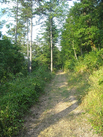 Passeggiata nella pineta dell'Albergo La Pineta SCHEGGIA - GUBBIO (PG)