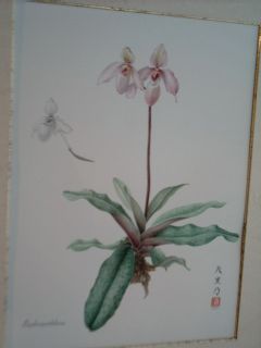 ORCHIDEE