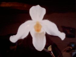 FOTO ORCHIDEA