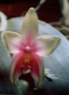 FOTO ORCHIDEA