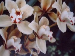 FOTO ORCHIDEA