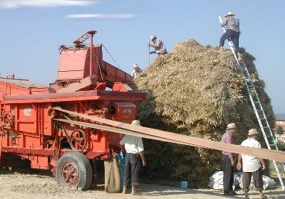 Trebbiatura a Campitello