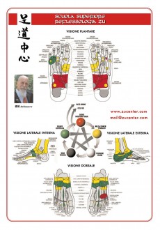 MAPPA DELLA RIFLESSOLOGIA PLANTARE