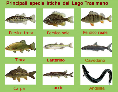  IL PESCE DI LAGO DEL TRASIMENO: CARPA, LUCCIO, TINCA, ANGUILLA, PERSICO REALE, LATTERINO  