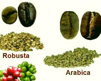 GRANI DI CAFFE' CRUDO VARIETà ARABICA e ROBUSTA